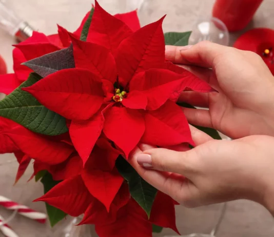 Kako pravilno negovati božično zvezdo?