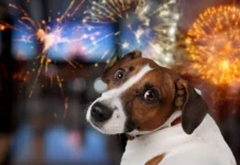 Praznični čas in pokanje petard: Kako zaščititi naše štirinožne prijatelje pred stresom