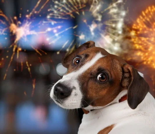 Praznični čas in pokanje petard: Kako zaščititi naše štirinožne prijatelje pred stresom