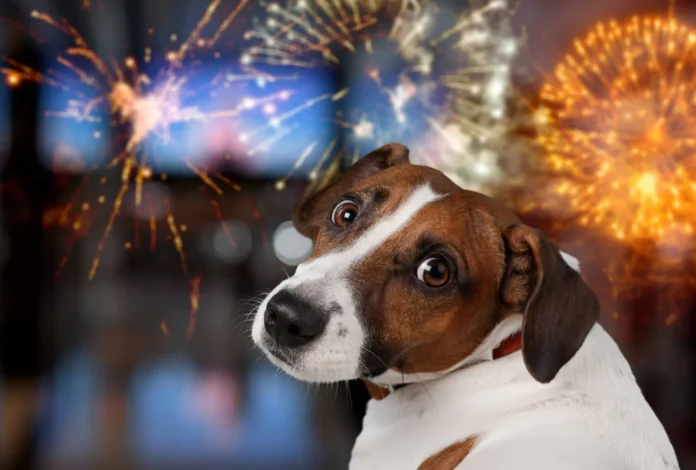dog_fireworks