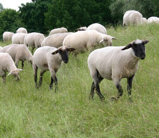 Ujeli migrante preoblečene v ovce – pustna šala ali resničnost?