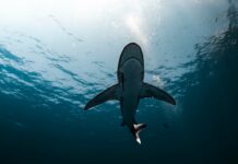 Globoka država seka na vse pretege – boj za oblast postaja krvav!