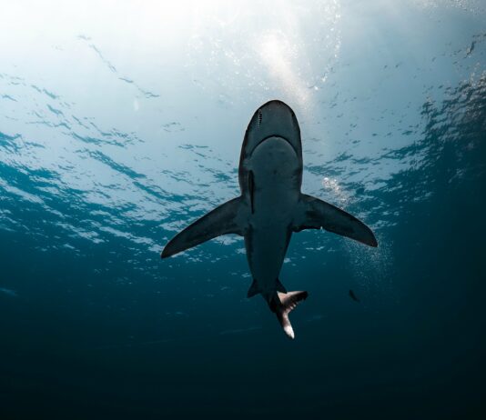 Globoka država seka na vse pretege – boj za oblast postaja krvav!