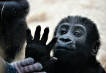 Smo v politiki res na dnu? Spomin na željo po posvojeni gorili je še kako živ!