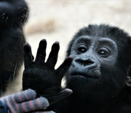 Smo v politiki res na dnu? Spomin na željo po posvojeni gorili je še kako živ!