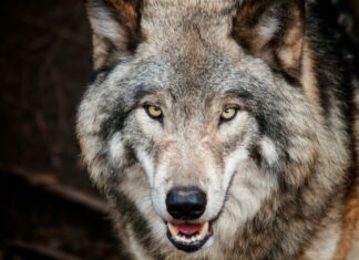 Volkovi v Sloveniji in krut primer iz Italije: med stabilnim upravljanjem in nezakonitim uničenjem