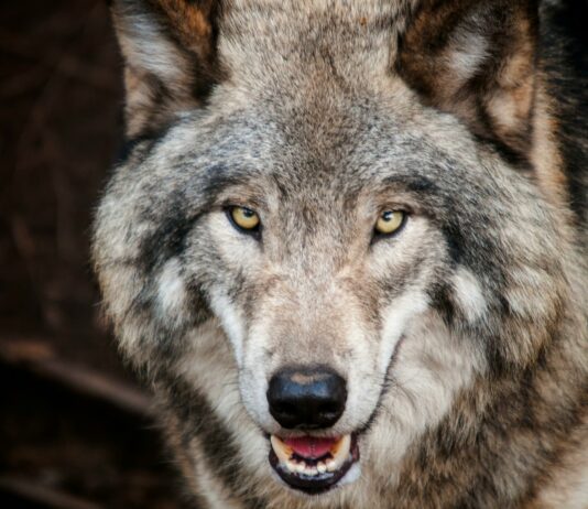 Volkovi v Sloveniji in krut primer iz Italije: med stabilnim upravljanjem in nezakonitim uničenjem