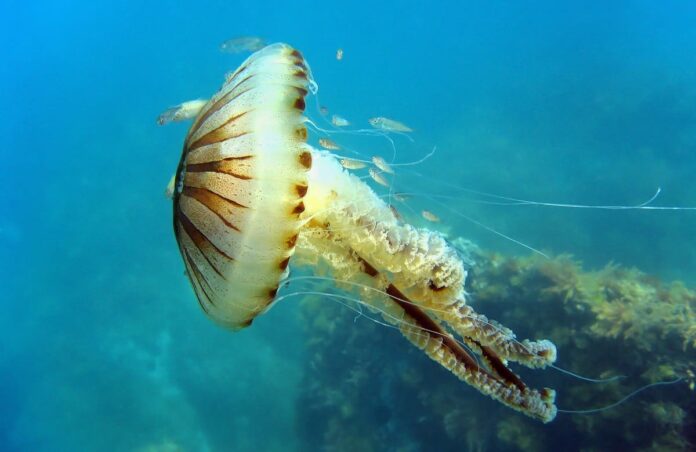 Jellyfish in mediterranean sea