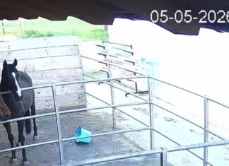 Moški spolno zlorabil kobilo: njegovo indentiteto naj bi odkril vplivnež Nepridiprav