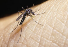 Komarji že napadajo: virus Zahodnega Nila se širi po Evropi – tudi pri naših sosedih