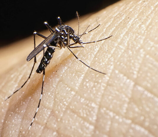 Komarji že napadajo: virus Zahodnega Nila se širi po Evropi – tudi pri naših sosedih